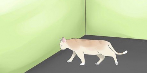 Bepalen of je kat blind is