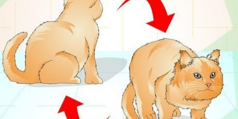 Bepalen of je kat te swaar is