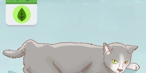 Bepalen of je kat zwanger is