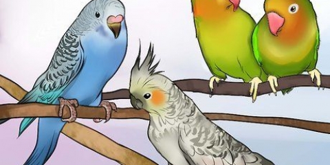Besluiten van 'n papegaai geskik is vir jou