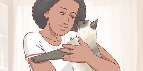 Besluiten van 'n siamese kat geskik is vir jou