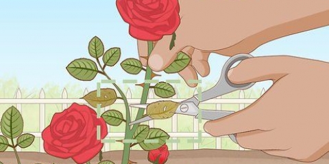 Verwyder plantluise op rose op 'n organiese manier