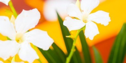 Hou blomme langer vars