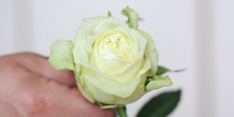 Verf blomme