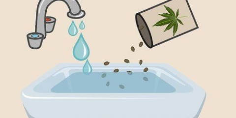 Plant cannabis sade binnenshuis