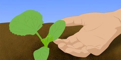 Groeiende kantaloepe