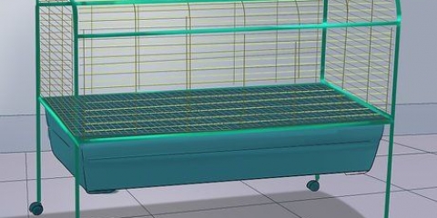 Cavia se versorgen