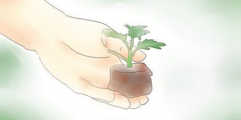 Krisante plante