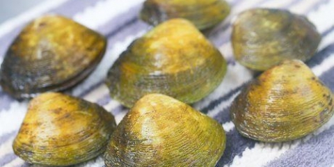 Stoom mossels