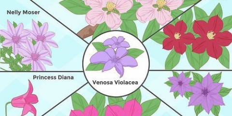 Kweek clematis