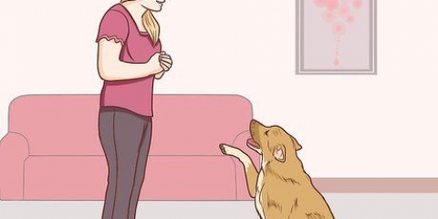 Communiceren met jou hond