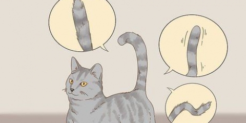 Communiceren met je kat