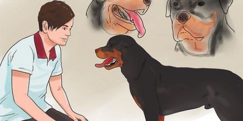 Controleren of je hond gesond en tevrede is