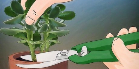 Groeiende crassula ovata