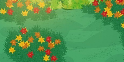 Voortplanting van daglelies