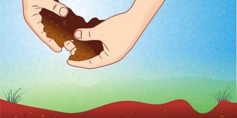 Voorbereiding van die grond vir tamatieplante