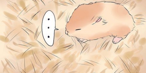 Die gebroken poot van je hamster behandel