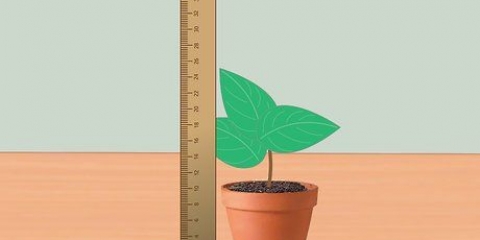 Meting van die groeitempo van plante