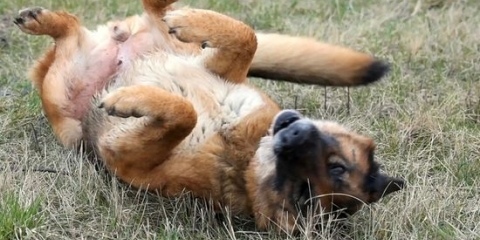 Die jeukende oren van 'n hond verlichten