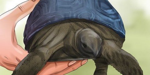 Die ouderdom van 'n schildpad bepaal