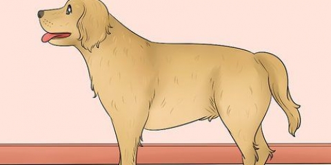 Die lengte van 'n hond meten