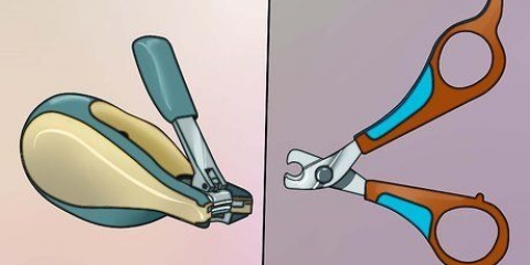 Die nagels van 'n cavia knippen