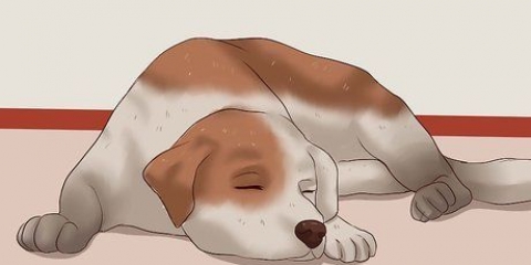 Die nagels van 'n hond knippen