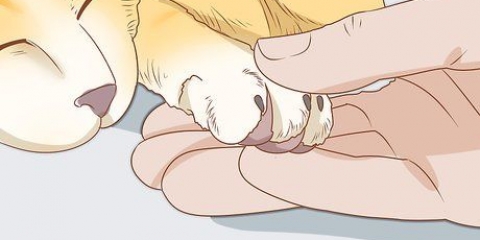 Die nagels van je kat knippen
