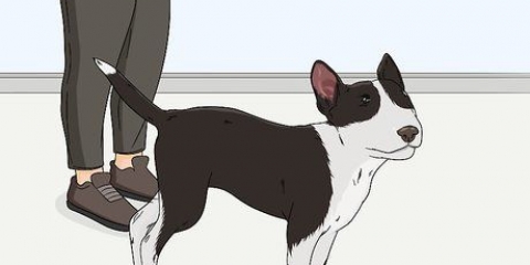 Die ogen van jou hond kontroleer