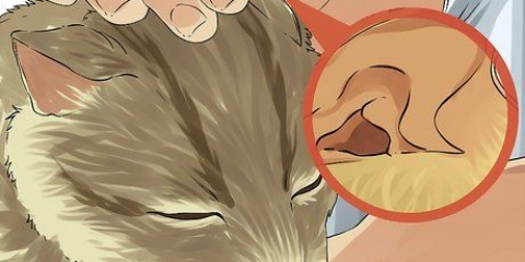 Die oren van je kat skoonmaak