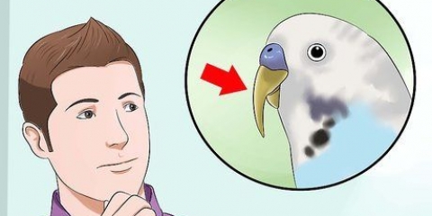 Die slaaf van 'n vogel knippen