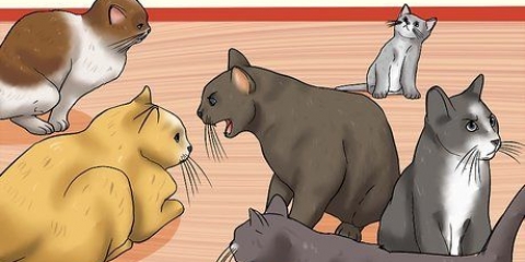 De tekenen van kattenmishandeling herkennen