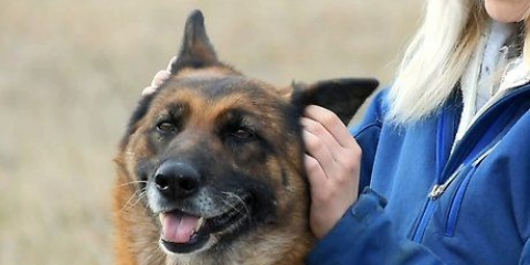Die temperatuur van jou hond meten sonder 'n termometer te gebruik