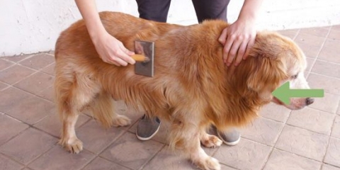 Die vacht van 'n golden retriever versorgen