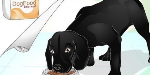 Die wag van 'n hond laat glanzen