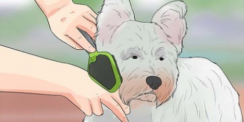 Die vacht van 'n westie versorgen