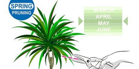 Snoei dracaena