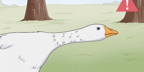 Een aanval van 'n gans stop