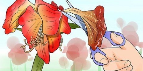 Om 'n amaryllis weer te laat blom