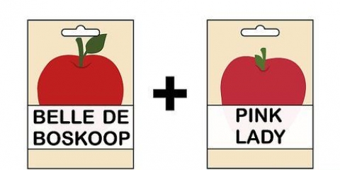 Kweek 'n appelboom uit 'n saad