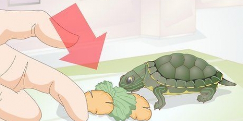 'N babyschildpad voer