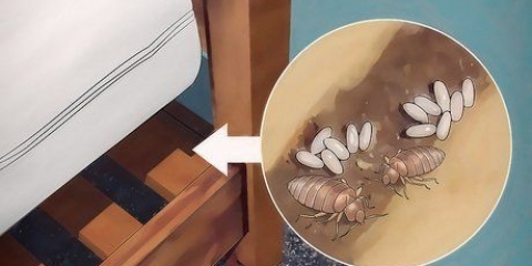Een bedwantsenplaag identifiseern