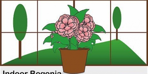 Sorg vir 'n begonia