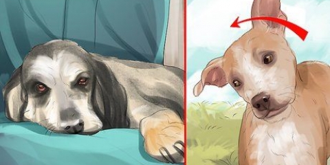 Een beroerte by honde behandel