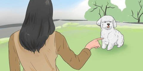 Een bichon frisé trainen