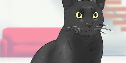 Een bombay kat identifiseer