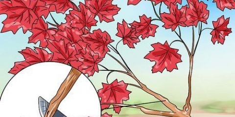 Maak 'n bonsaiboom van japannese esdoorn