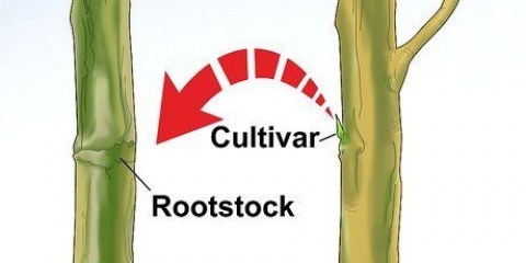 Die ent van 'n boom