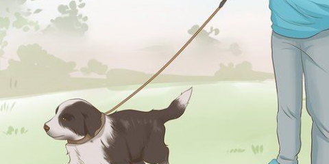 Een border collie puppy trainen