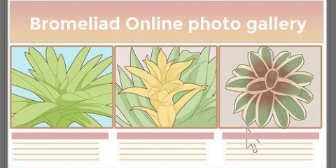 Versorging van 'n bromelia
